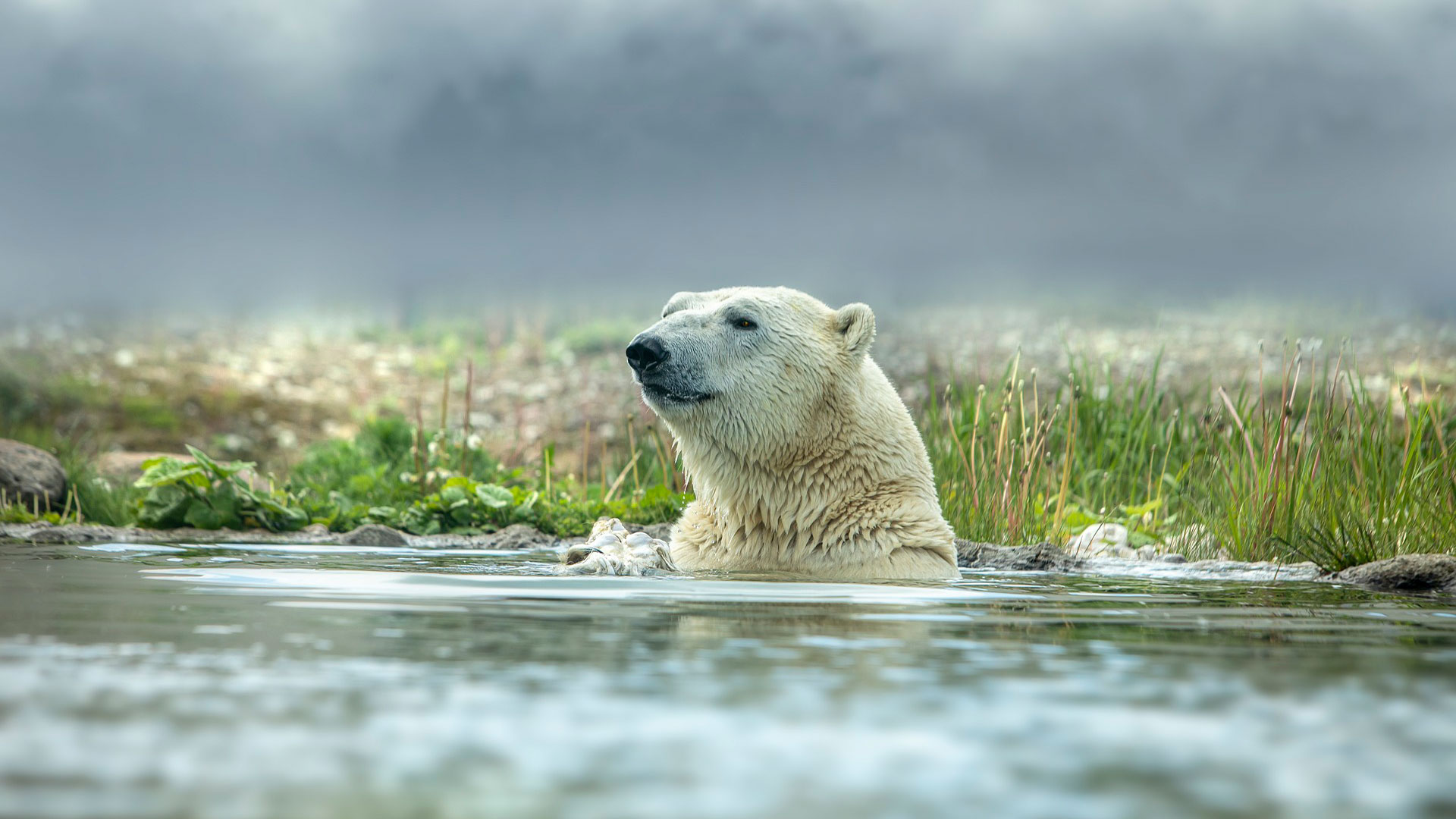 Polar-Bears-Belugas-Womens-tour-Canada