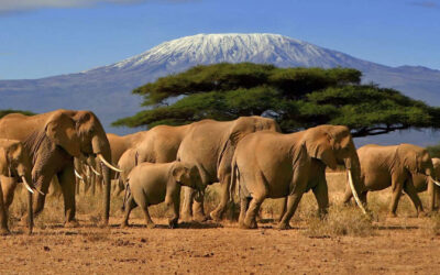 The Best Spring & Summer Women’s Adventures Wildlife Tours 2024