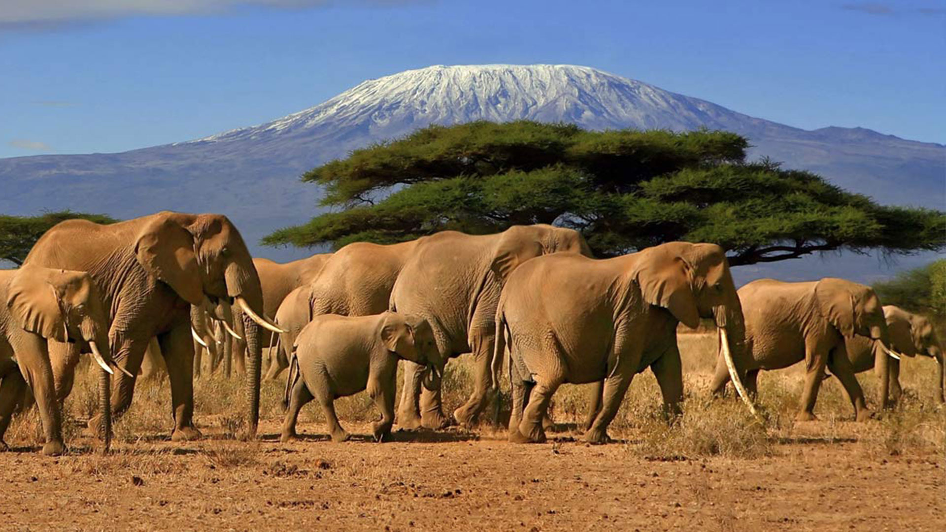 Tanzania-Safari-Elephants-Mt-Kilimanjaro-Ecotour-GreenEdventures