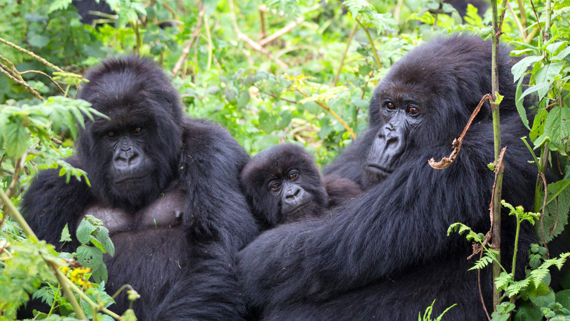 Uganda-Africa-Gorilla-Trekking--in-Bwindi-Forest