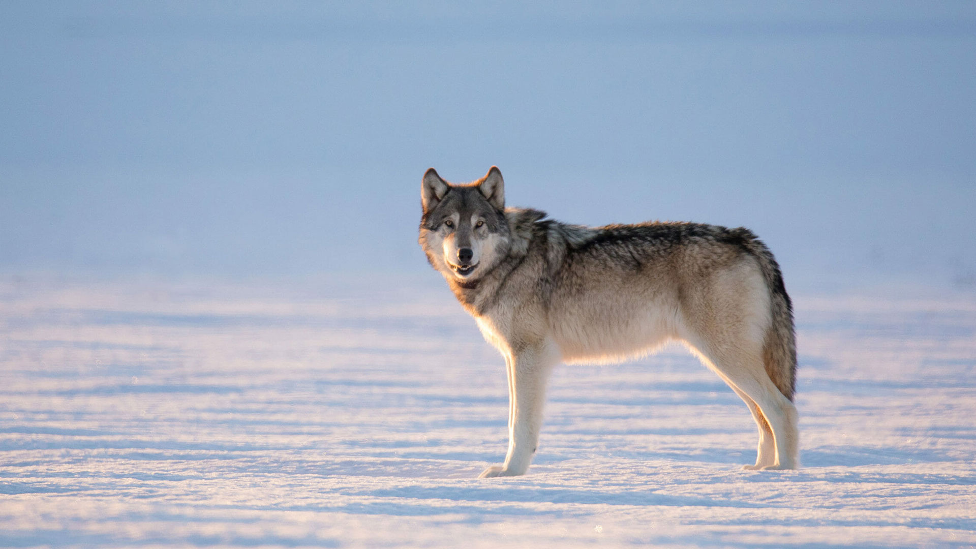 Wyoming--Yellowstone-Winter-Wolves-Wildlife-Tour